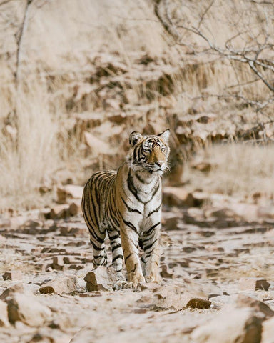 Tiger on Rocks White Modern Wood Framed Art Print with Double Matting by Straatsma, Leah