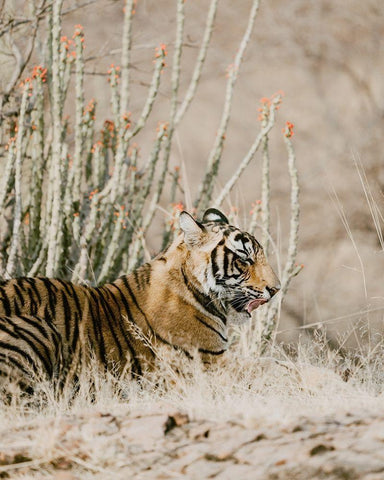 Tiger with Red Florals White Modern Wood Framed Art Print with Double Matting by Straatsma, Leah