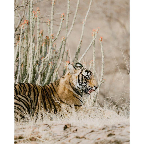 Tiger with Red Florals Black Modern Wood Framed Art Print with Double Matting by Straatsma, Leah