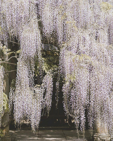 Beautiful Wisteria White Modern Wood Framed Art Print with Double Matting by Straatsma, Leah