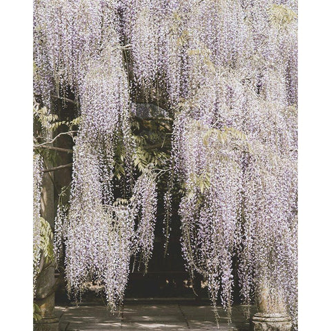 Beautiful Wisteria White Modern Wood Framed Art Print by Straatsma, Leah