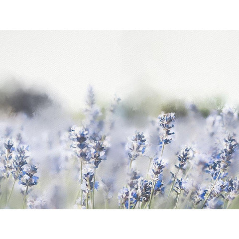 Close Lavender Field Black Modern Wood Framed Art Print with Double Matting by Straatsma, Leah