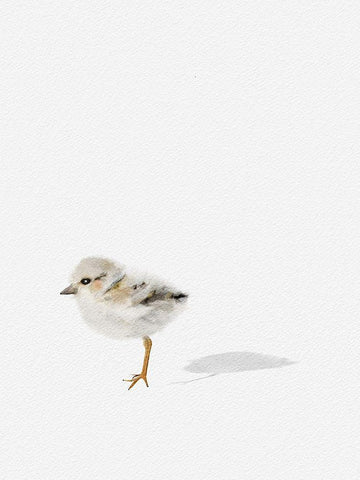 Baby Shorebird White Modern Wood Framed Art Print with Double Matting by Straatsma, Leah