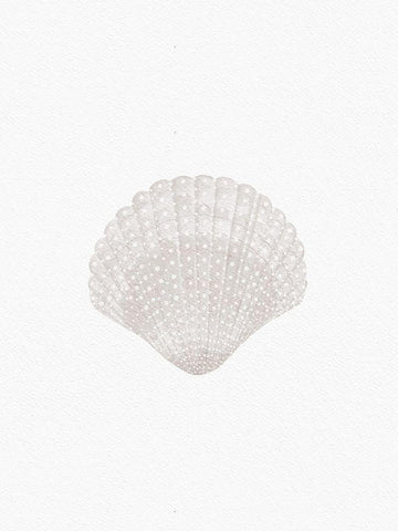 Sweet Seashell White Modern Wood Framed Art Print with Double Matting by Straatsma, Leah