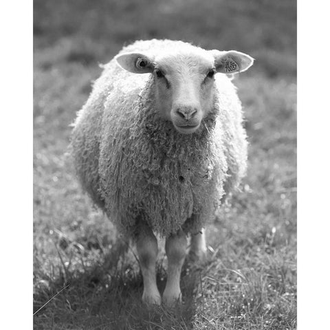 Cute Sheep Black Modern Wood Framed Art Print with Double Matting by Straatsma, Leah