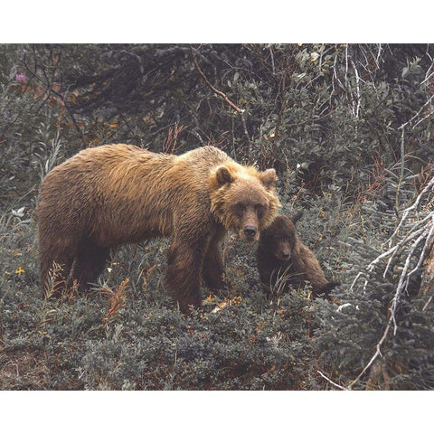 Momma Bear Black Modern Wood Framed Art Print with Double Matting by Straatsma, Leah