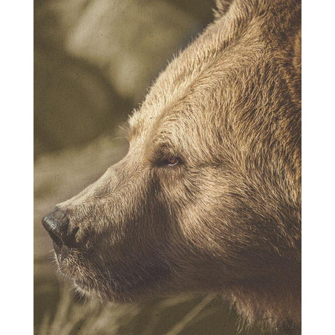 Stare Down Bear White Modern Wood Framed Art Print by Straatsma, Leah