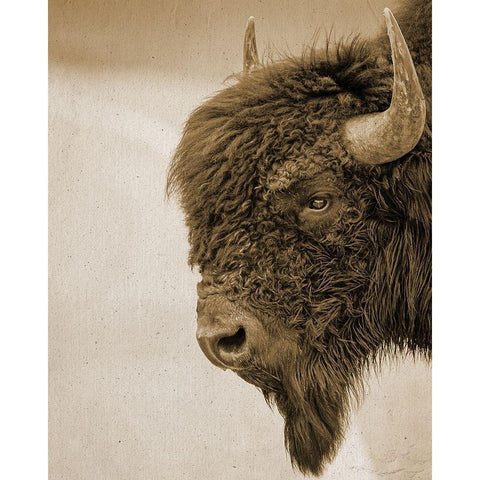 Textured Bison Black Modern Wood Framed Art Print with Double Matting by Straatsma, Leah