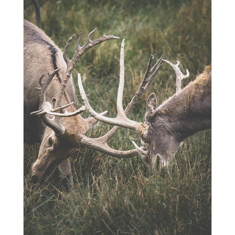 The Fight Black Modern Wood Framed Art Print with Double Matting by Straatsma, Leah