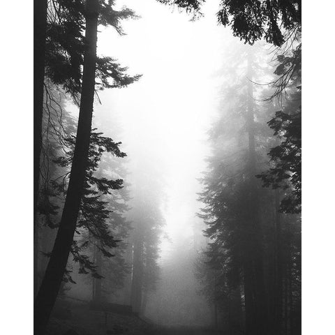 Misty Path Black Modern Wood Framed Art Print with Double Matting by Straatsma, Leah