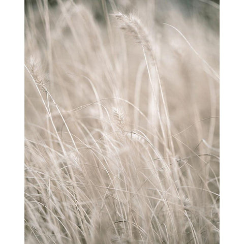 Pale Grass White Modern Wood Framed Art Print by Straatsma, Leah