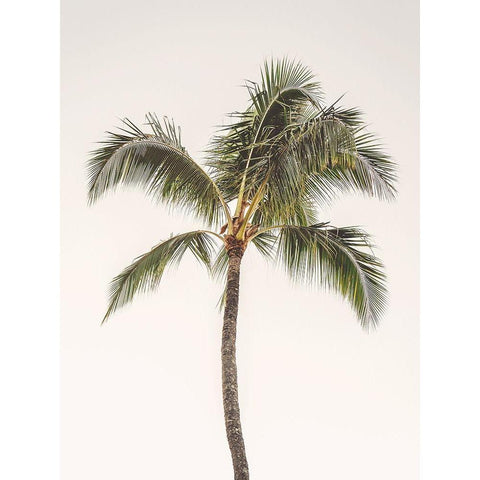 Rosy Palm Tree White Modern Wood Framed Art Print by Straatsma, Leah