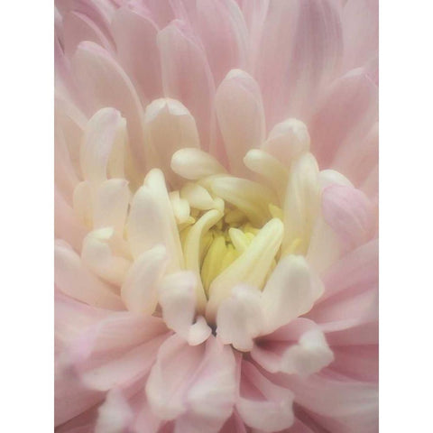 Blume Chrysantheme White Modern Wood Framed Art Print by May