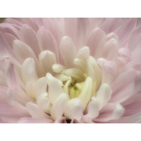 Blume Chrysantheme 2 White Modern Wood Framed Art Print by May