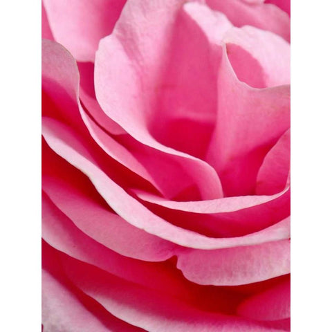 Rose Nahbereich White Modern Wood Framed Art Print by May