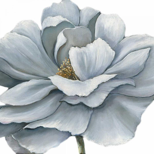 Image Only