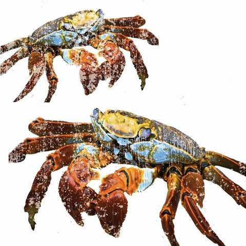Winter Crabs Gold Ornate Wood Framed Art Print with Double Matting by Hogan, Melody