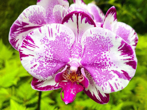 Dappled Orchid In Magenta White Modern Wood Framed Art Print with Double Matting by Nebula, Melissa