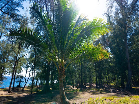 Palm 1 Black Ornate Wood Framed Art Print with Double Matting by Nebula, Melissa