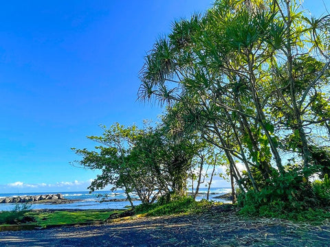 Hilo Shade Black Ornate Wood Framed Art Print with Double Matting by Nebula, Melissa