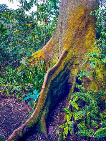 Walking Tree Black Modern Wood Framed Art Print by Nebula, Melissa