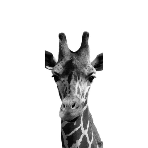 Thoughtful Giraffe Black Modern Wood Framed Art Print with Double Matting by Prime, Marcus