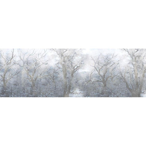 Mysterious Forest Black Modern Wood Framed Art Print with Double Matting by Prime, Marcus