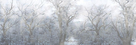 Mysterious Forest White Modern Wood Framed Art Print with Double Matting by Prime, Marcus