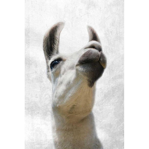 Pondering Lama White Modern Wood Framed Art Print by Prime, Marcus