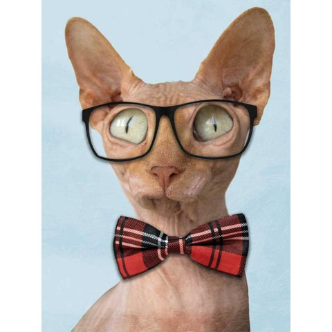 Sophisticated Sphynx White Modern Wood Framed Art Print by Prime, Marcus