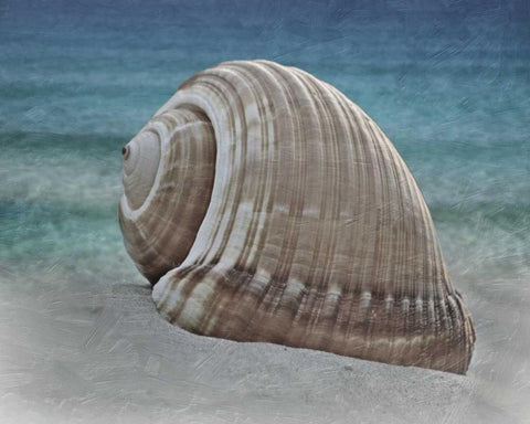 Shell Ray Soaking White Modern Wood Framed Art Print with Double Matting by Prime, Marcus