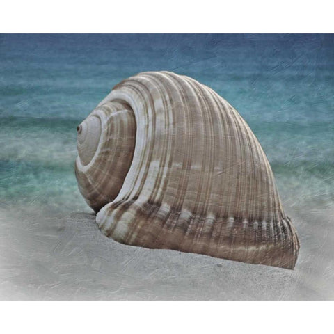 Shell Ray Soaking Gold Ornate Wood Framed Art Print with Double Matting by Prime, Marcus