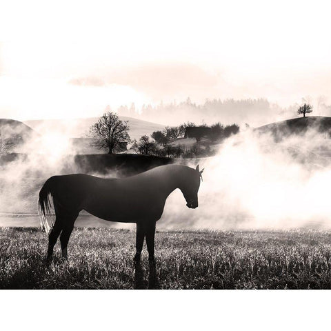 Wandering Horse 2 White Modern Wood Framed Art Print by Prime, Marcus