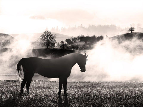 Wandering Horse 2 White Modern Wood Framed Art Print with Double Matting by Prime, Marcus