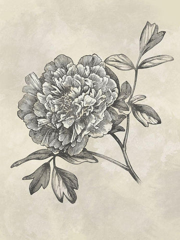 Muted Floral Sketches 1 Black Ornate Wood Framed Art Print with Double Matting by Prime, Marcus