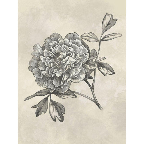 Muted Floral Sketches 1 White Modern Wood Framed Art Print by Prime, Marcus