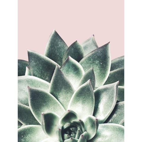 Succulent Queen White Modern Wood Framed Art Print by Prime, Marcus