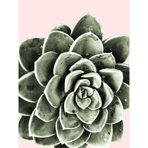 Succulent Beauty Black Modern Wood Framed Art Print with Double Matting by Prime, Marcus