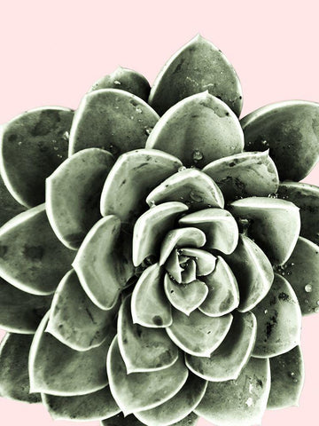 Succulent Beauty White Modern Wood Framed Art Print with Double Matting by Prime, Marcus