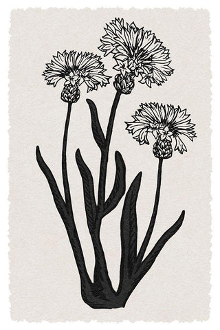 Rural Florals 2 White Modern Wood Framed Art Print with Double Matting by Prime, Marcus