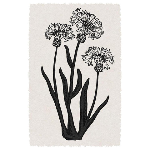 Rural Florals 2 Black Modern Wood Framed Art Print by Prime, Marcus