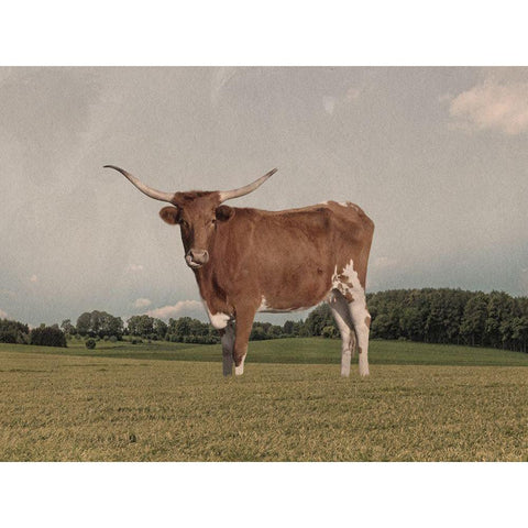 Desolate Steer Black Modern Wood Framed Art Print by Prime, Marcus