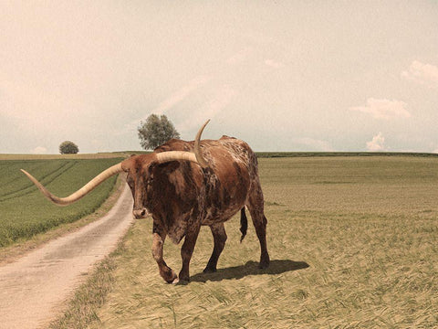 Desolate Steer 2 Black Ornate Wood Framed Art Print with Double Matting by Prime, Marcus