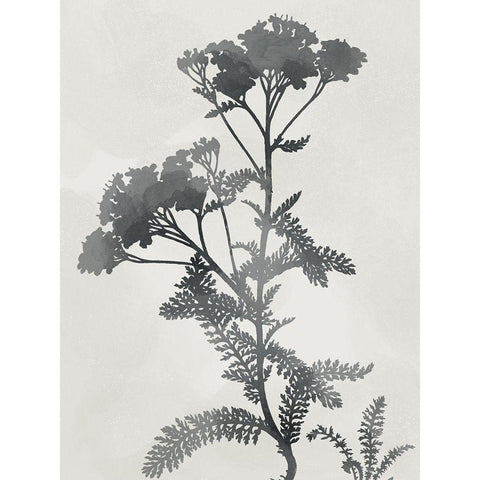 Shadowed Botanical White Modern Wood Framed Art Print by Prime, Marcus