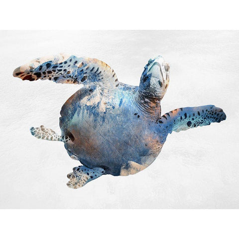 Swimming Ocean Friend Black Modern Wood Framed Art Print with Double Matting by Prime, Marcus