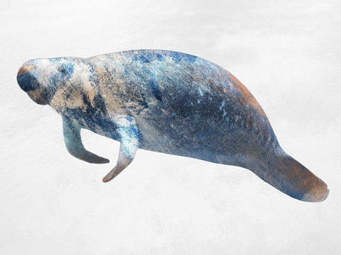 Swimming Manatee White Modern Wood Framed Art Print with Double Matting by Prime, Marcus