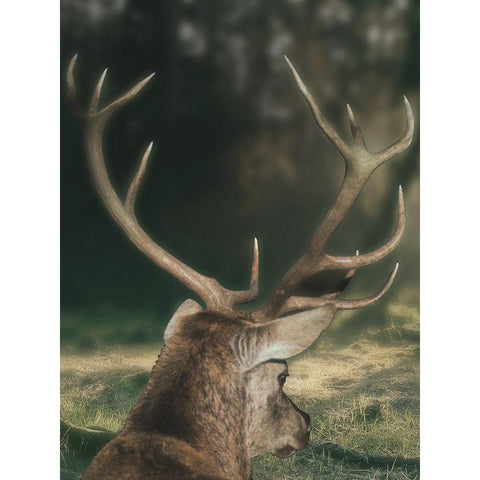 Wandering Buck Black Modern Wood Framed Art Print by Prime, Marcus