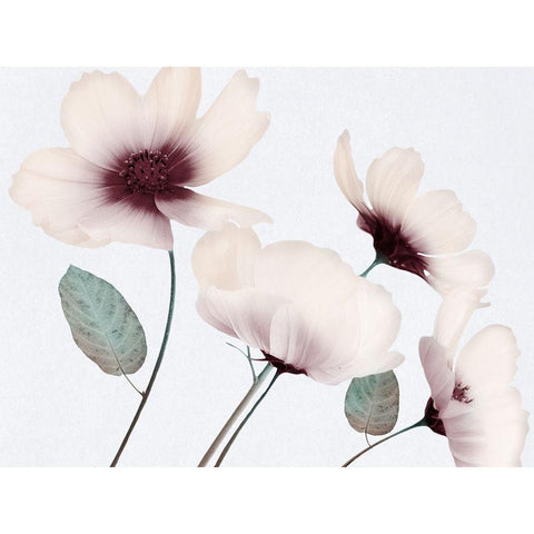 Blooming Youth 1 Black Modern Wood Framed Art Print with Double Matting by Prime, Marcus