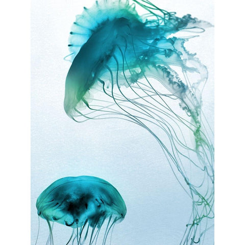 Jelly Fish Friends White Modern Wood Framed Art Print by Prime, Marcus