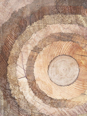 Natural Rings Of Life Black Modern Wood Framed Art Print by Prime, Marcus